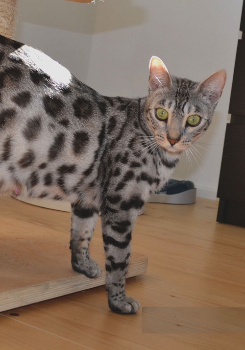 Chat Bengal Silver