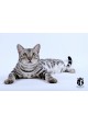 Chat bengal luther silvercrown