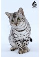 Chat bengal luther silvercrown